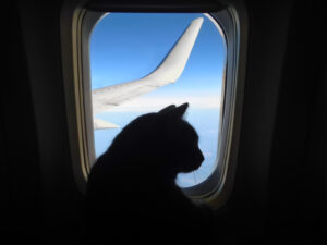 How To Fly With a Cat